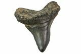 Bargain, Juvenile Megalodon Tooth - Georgia #163321-1